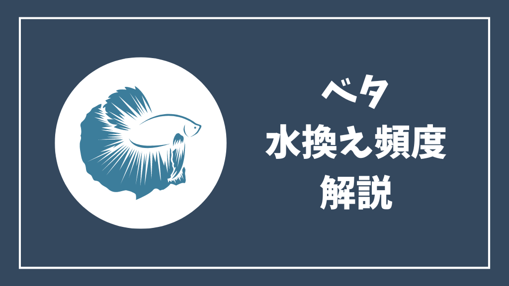 ベタの水換え頻度解説