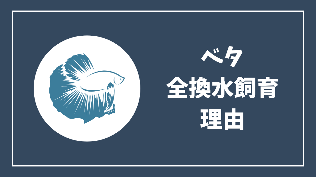 ベタの全換水飼育の理由