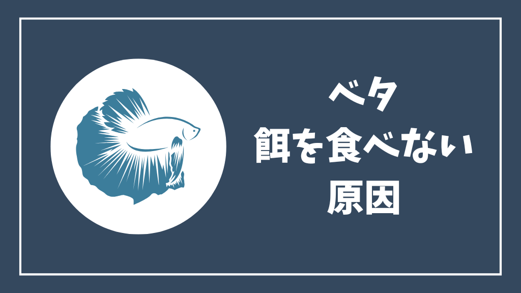 ベタが餌を食べない原因