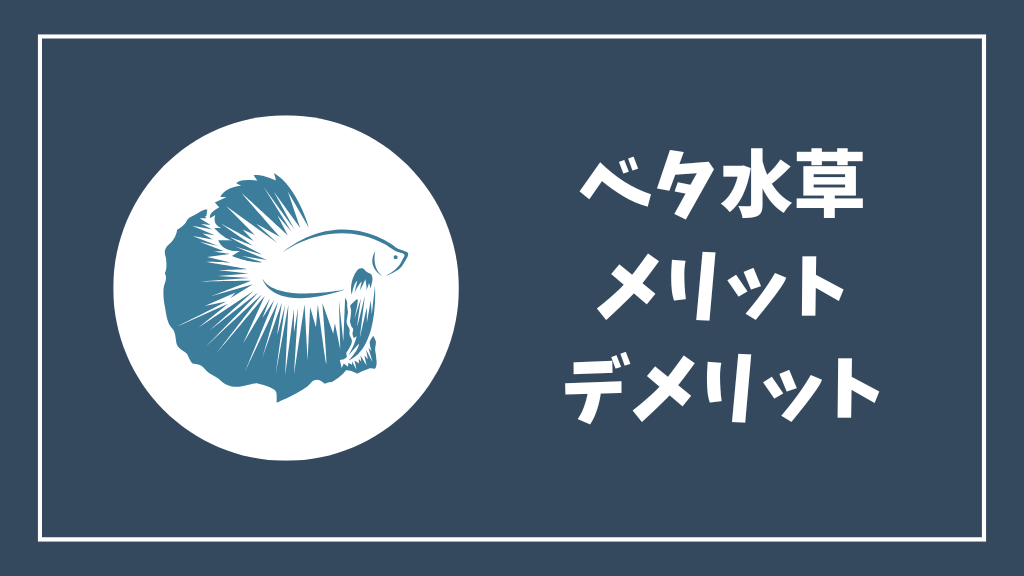 ベタ水槽のメリット・デメリット