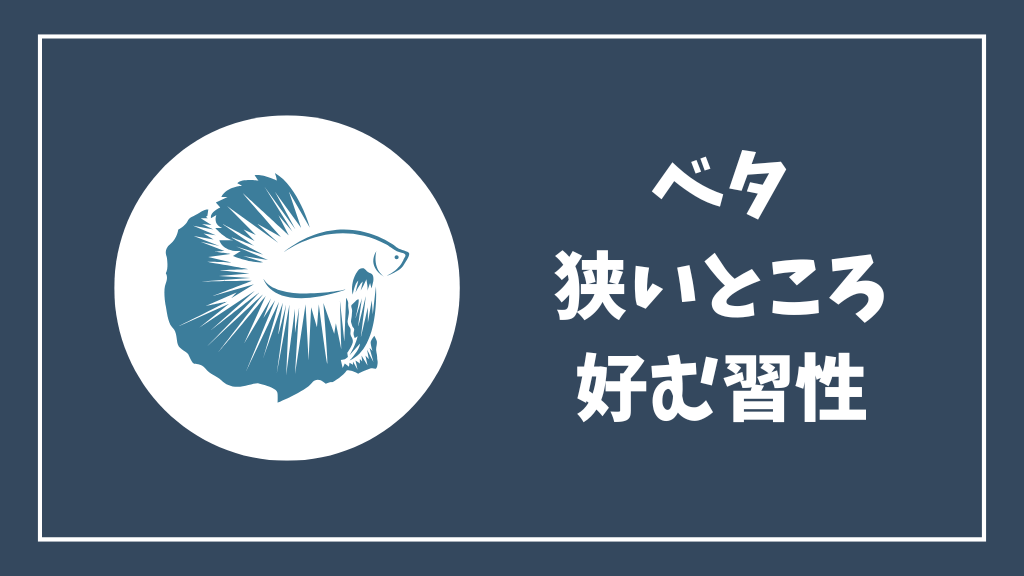 ベタが狭いところを好む習性