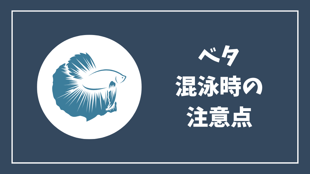 ベタの混泳時の注意点