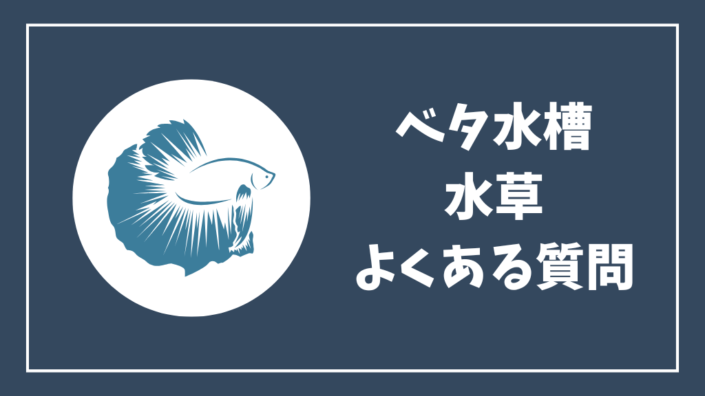 ベタ水槽の水草のよくある質問