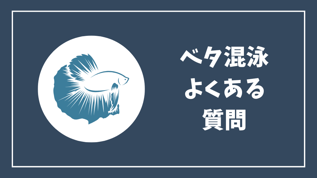 ベタの混泳のよくある質問