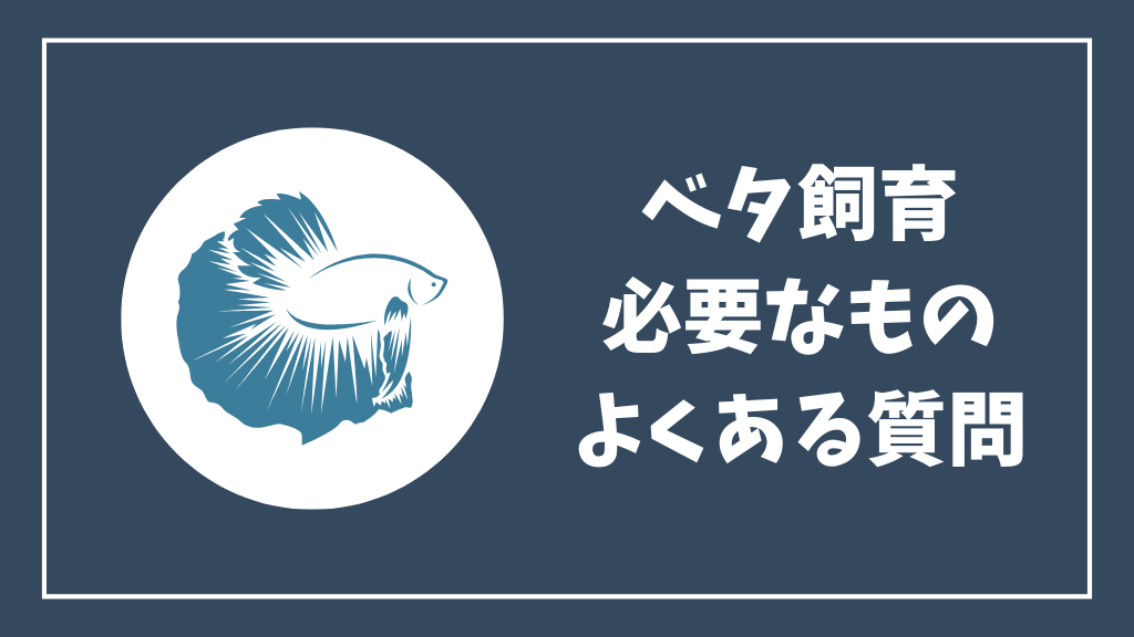 ベタ飼育に必要なもののよくある質問