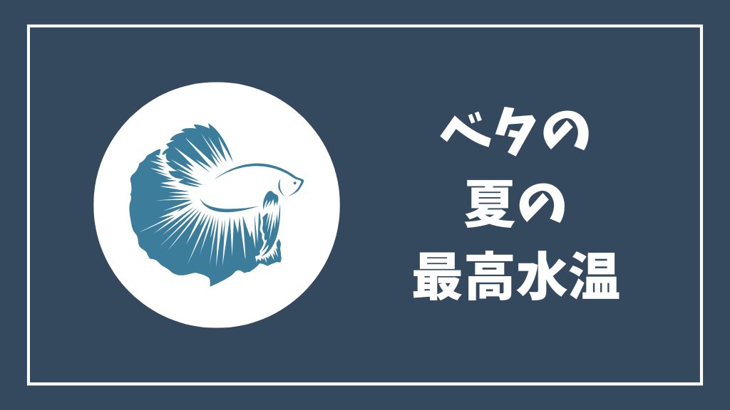 ベタの夏の最高水温