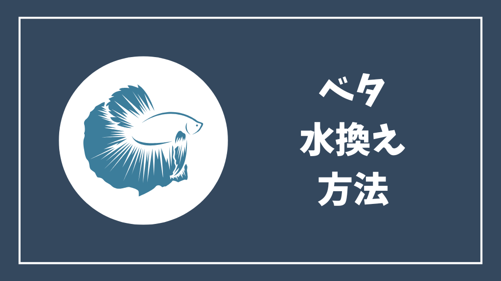 ベタの水換え方法