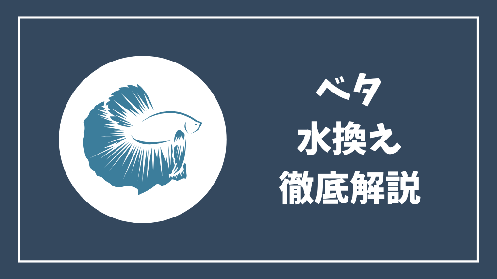 ベタの水換え徹底解説