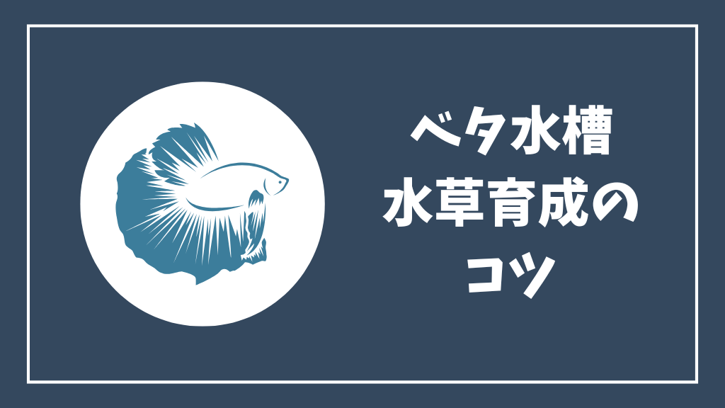 ベタ水槽の水草育成のコツ