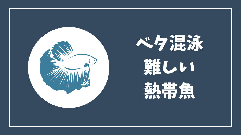 ベタとの混泳が難しい熱帯魚