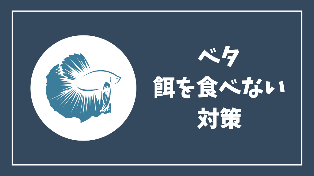 ベタが餌を食べない時の対処法