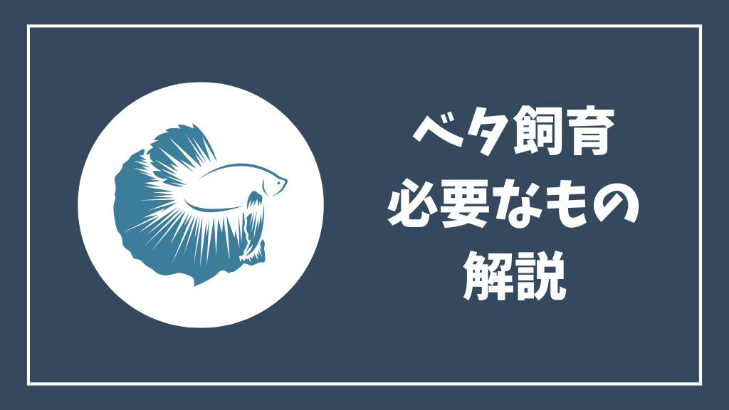 ベタ飼育に必要なもの解説