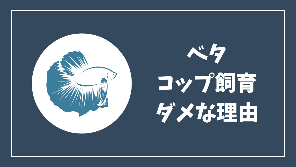 ベタをコップで飼育できない理由