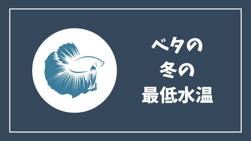 ベタの冬の最低水温