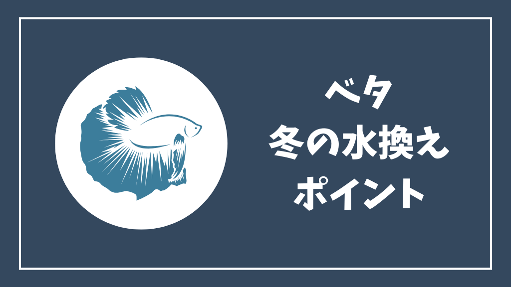 ベタの冬の水換えのポイント