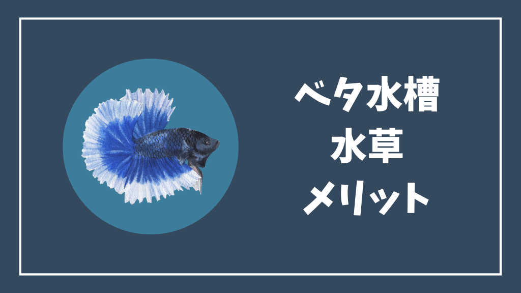 ベタ水槽の水草のメリット