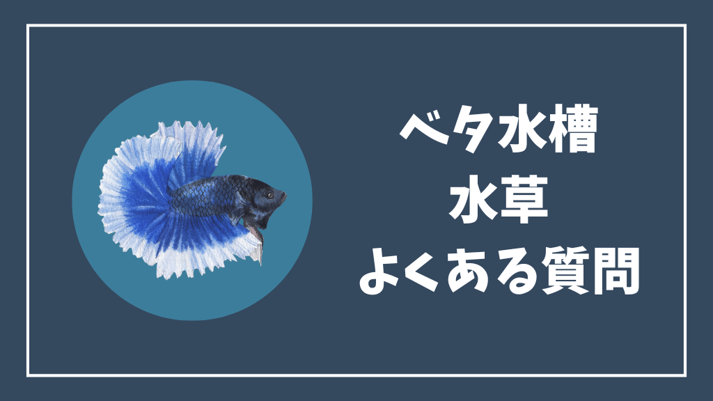 ベタ水槽の水草のよくある質問