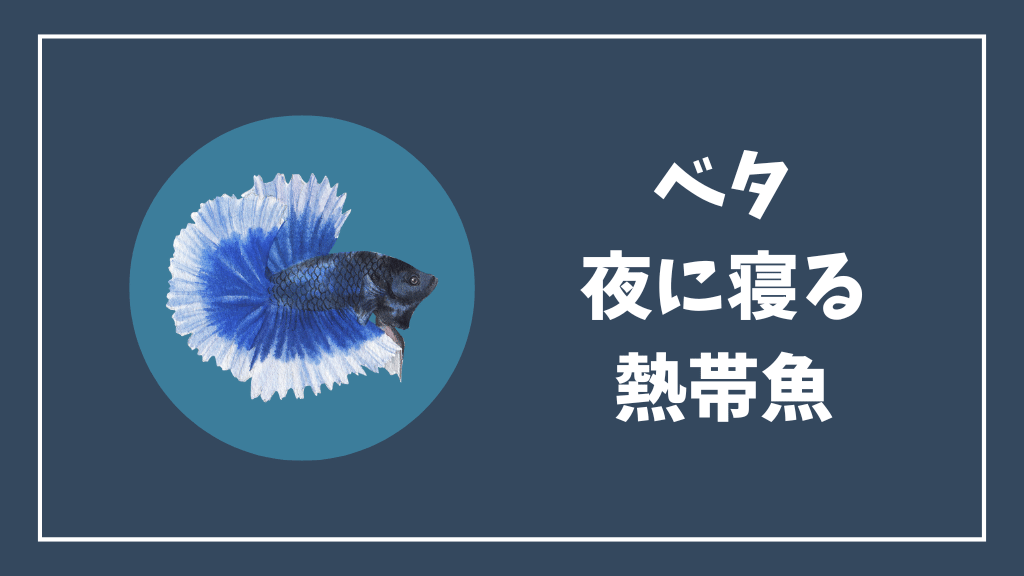 ベタは夜に寝る熱帯魚