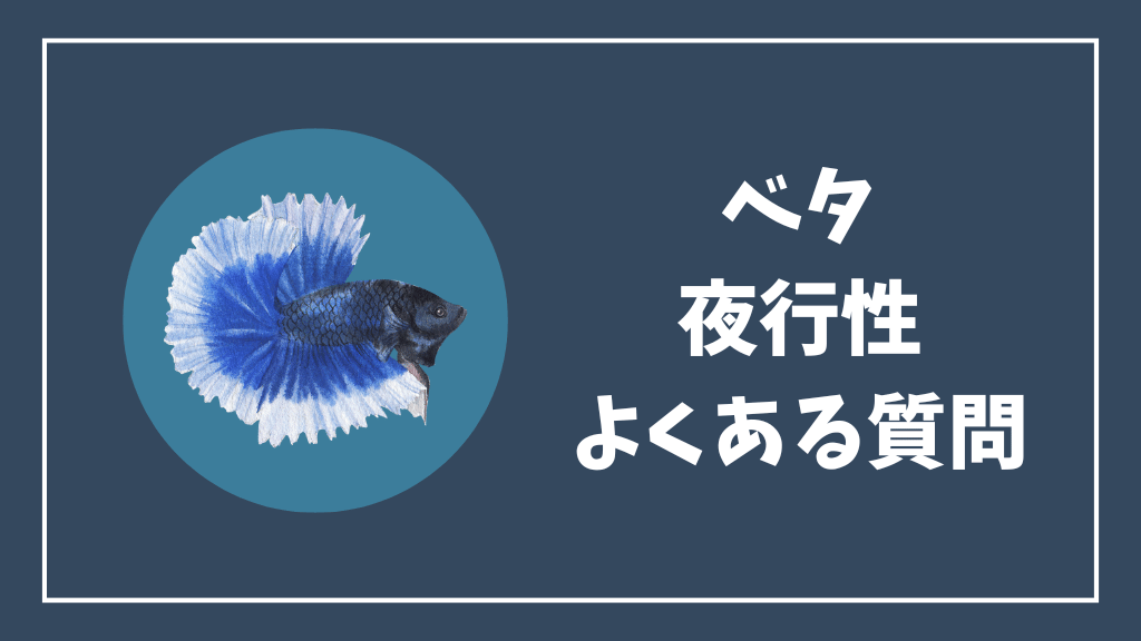 ベタの夜行性のよくある質問