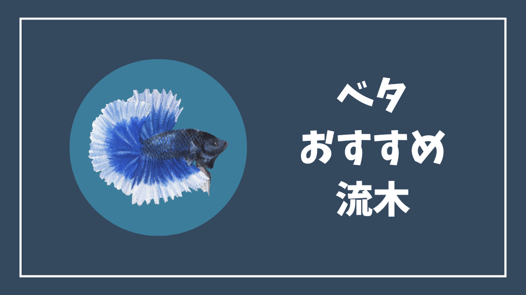 ベタにおすすめの流木