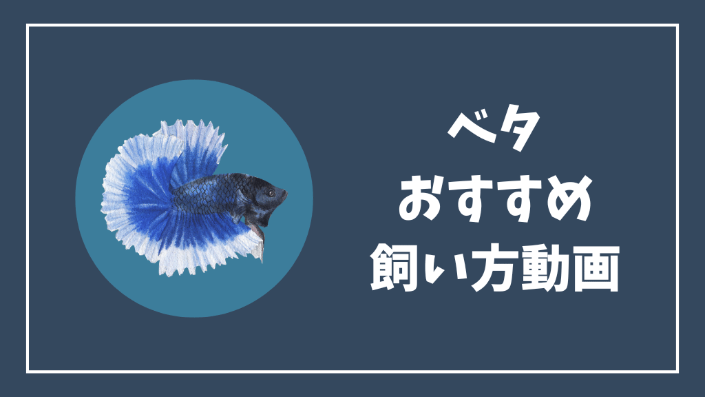 ベタのおすすめ飼い方動画