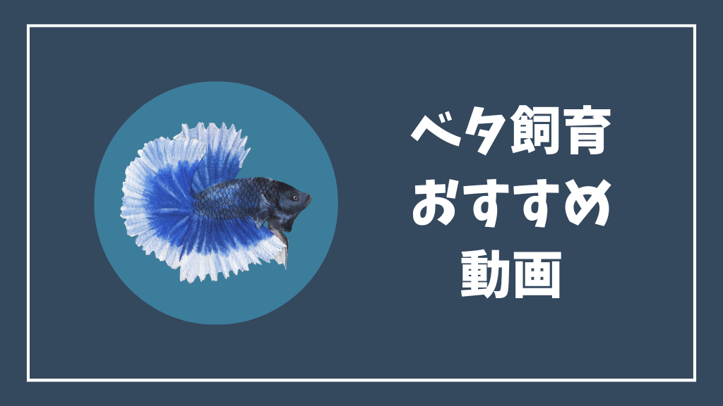 ベタ飼育のおすすめ動画