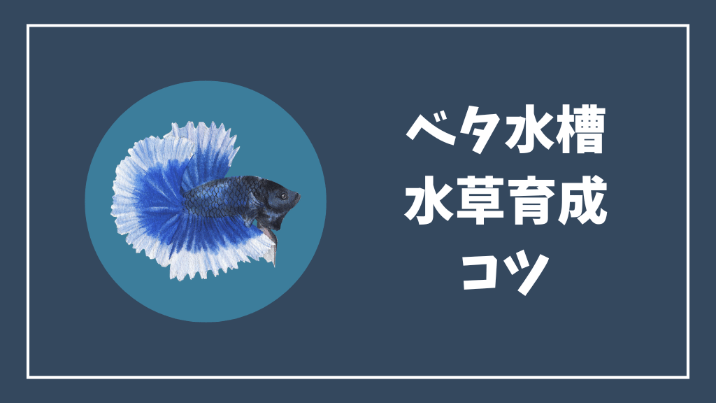 ベタ水槽の水草育成のコツ