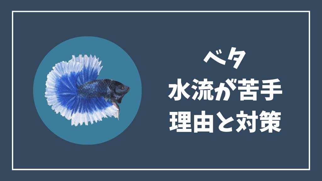 ベタが水流が苦手な理由と対策