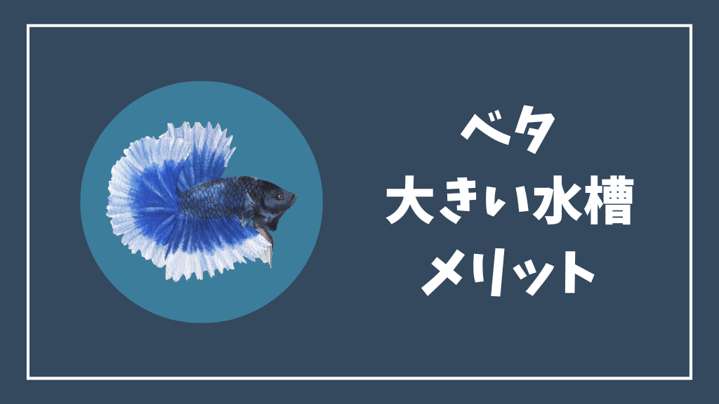 ベタの大きい水槽のメリット