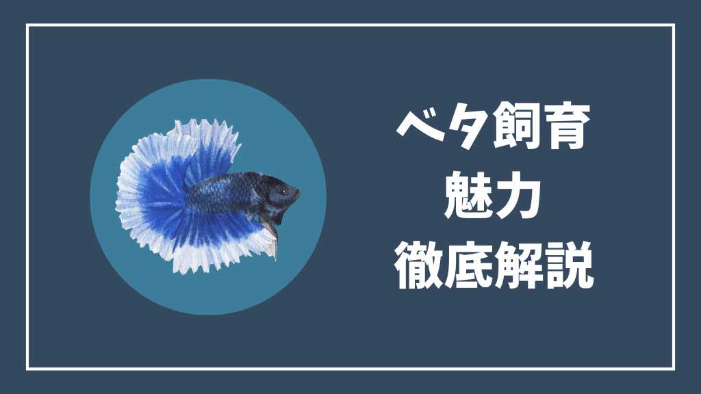 ベタ飼育の魅力解説
