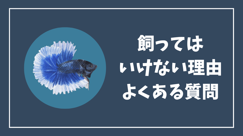 ベタを飼ってはいけない理由のよくある質問