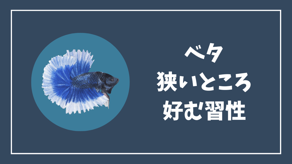 ベタは狭いところを好む習性