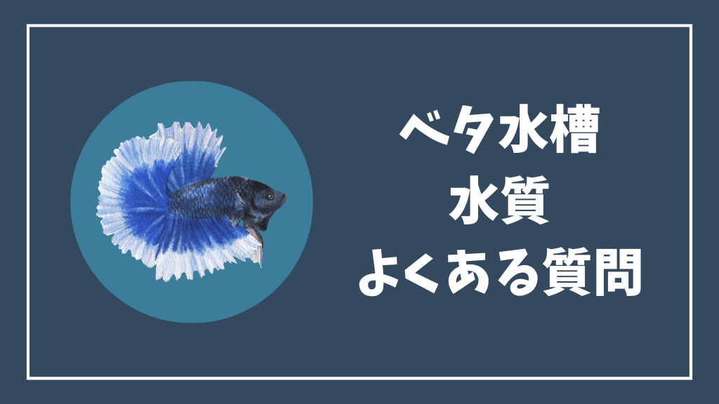 ベタ水槽の水質のよくある質問