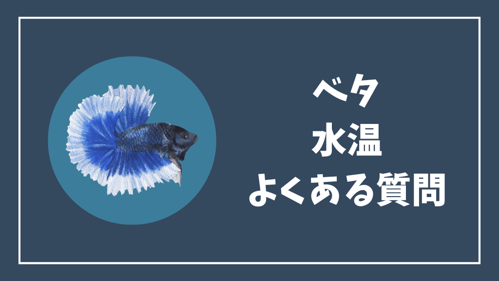 ベタの水温のよくある質問