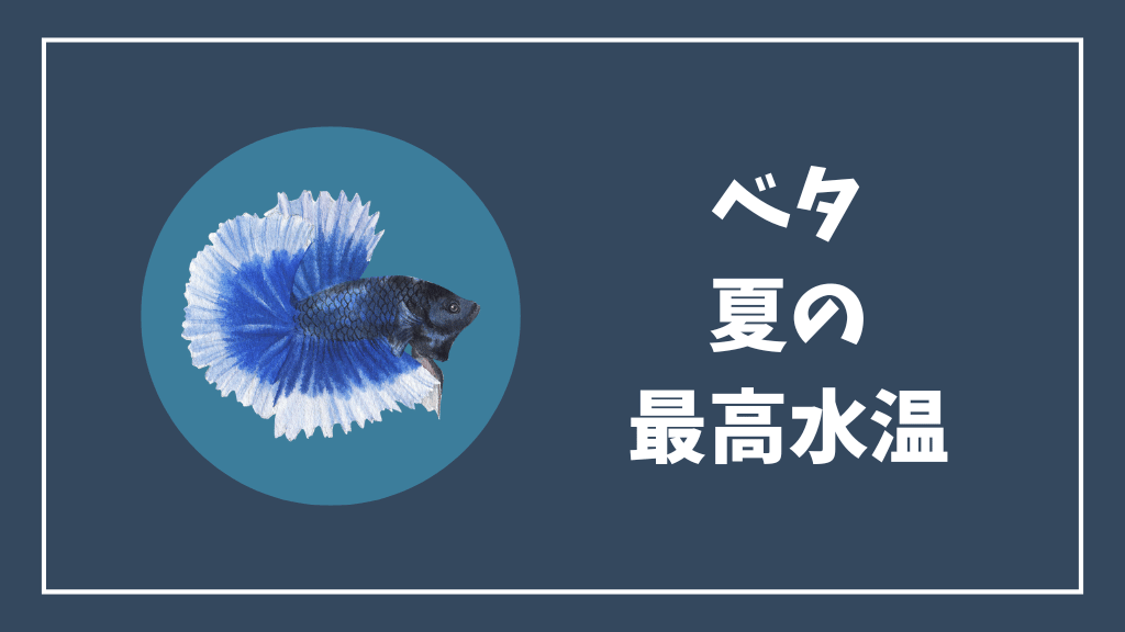 ベタの夏の最高水温