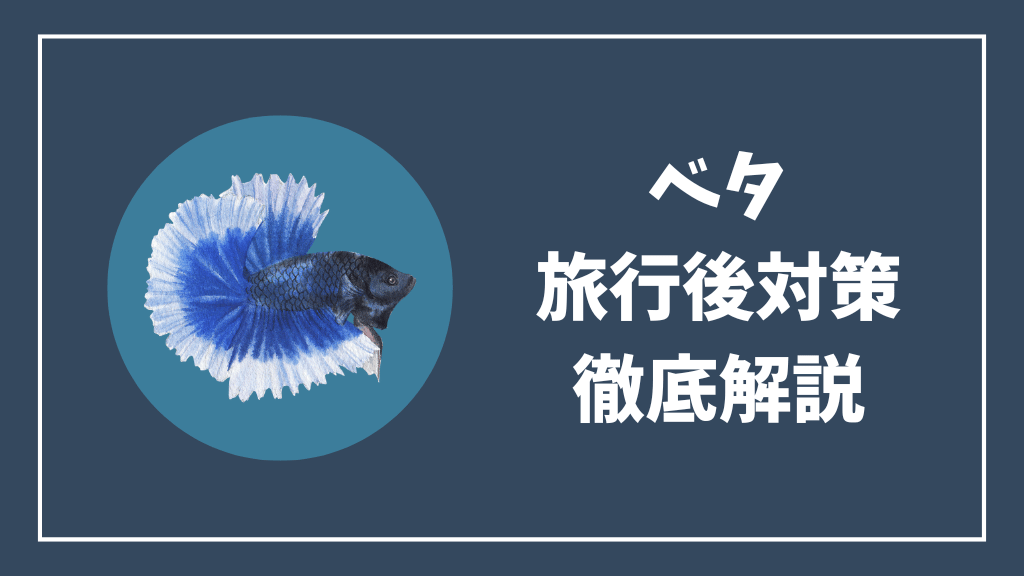 ベタの旅行後対策