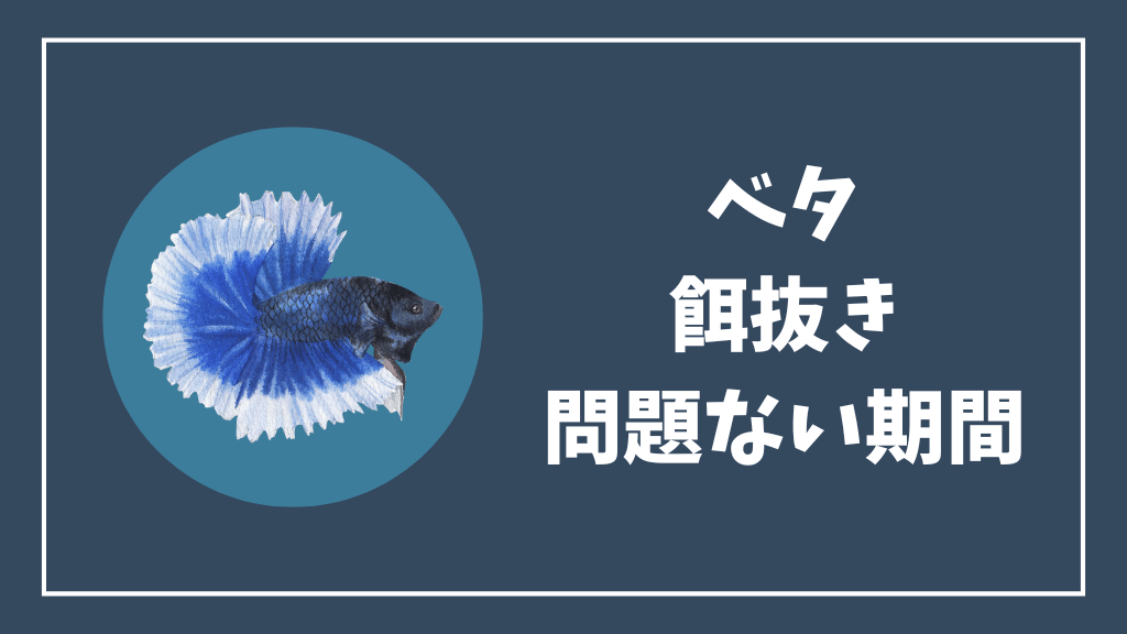 ベタの餌抜きの問題ない期間