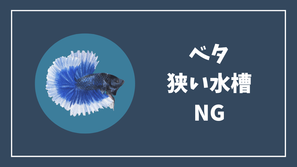 ベタに狭い水槽はNG