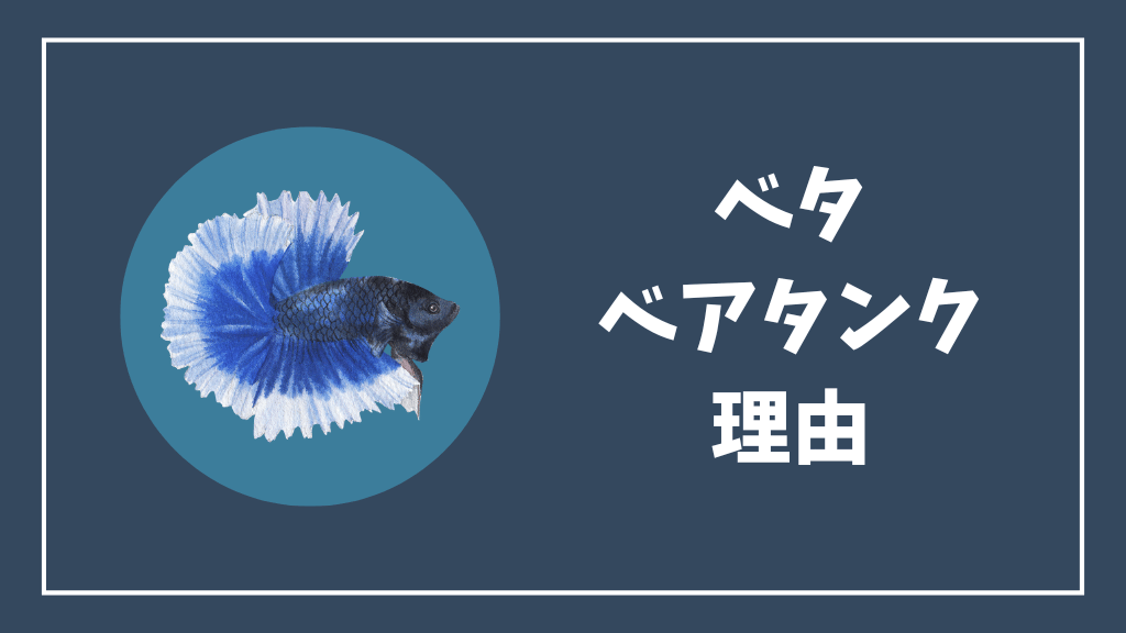 ベタをベアタンクで飼育する理由