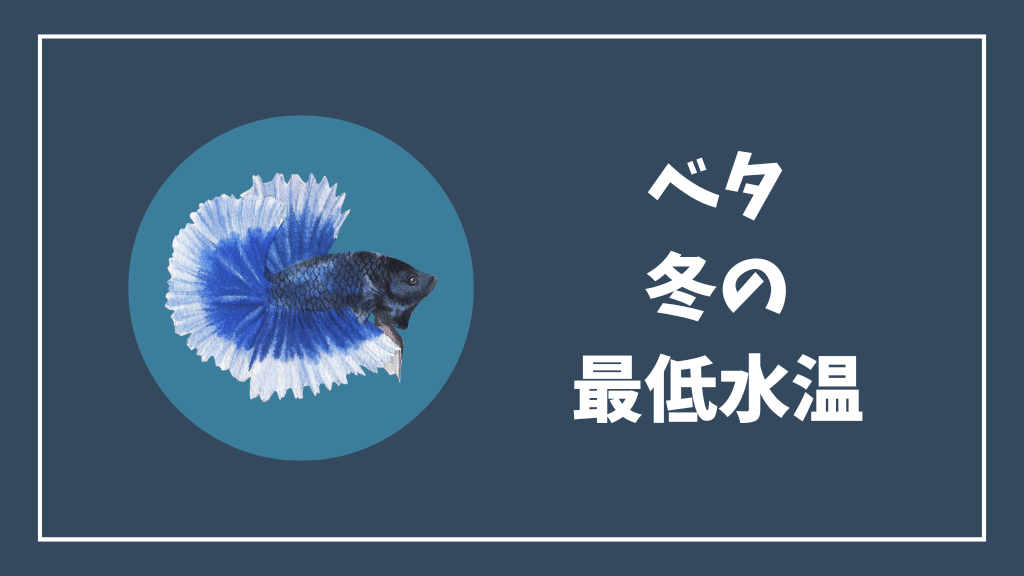 ベタの冬の最低水温