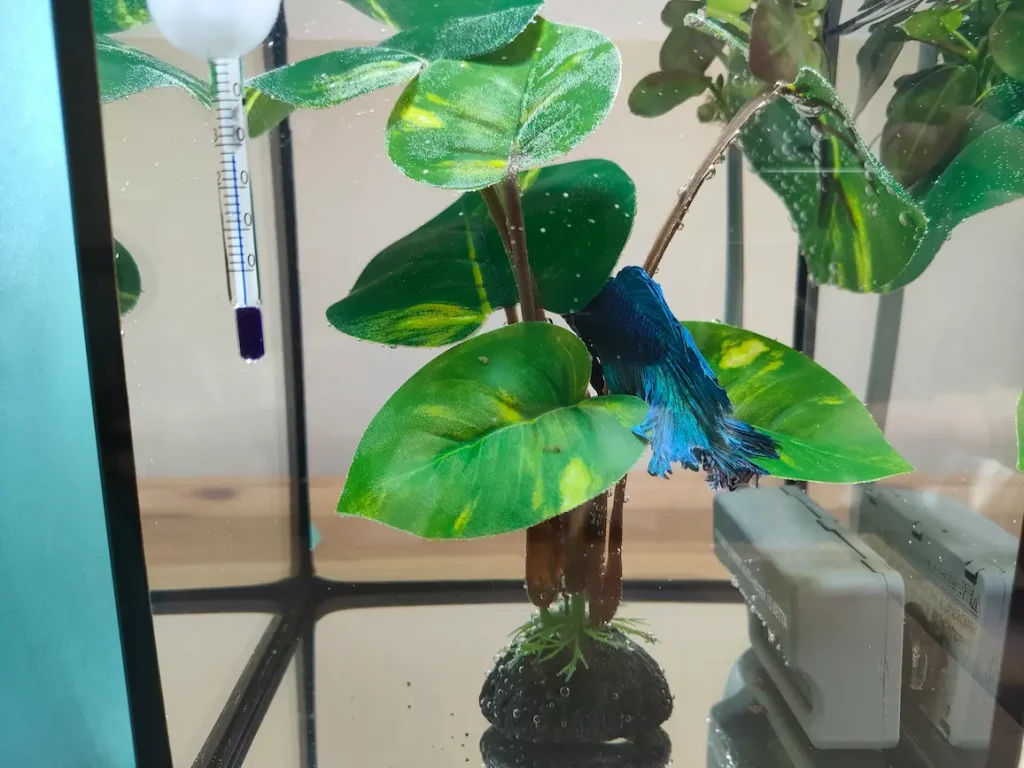 ベタの水草スタンドタイプ④