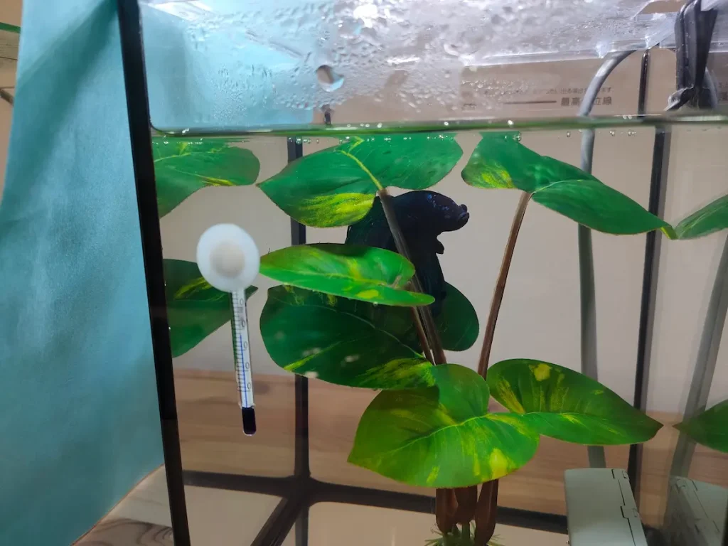 ベタの水草スタンドタイプ⑤