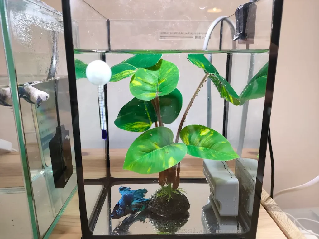 ベタの水草スタンドタイプ③