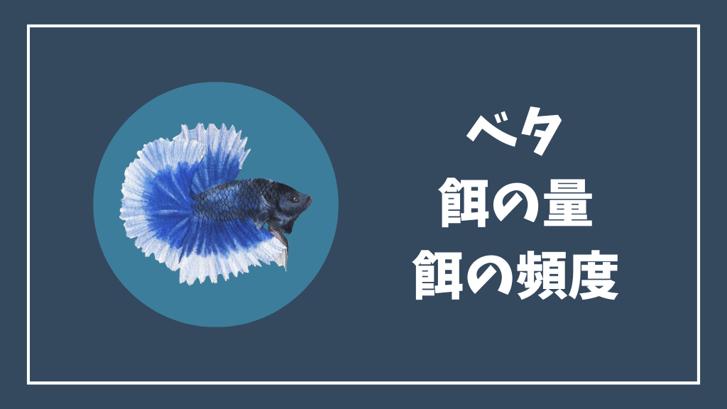 ベタの餌の量と頻度