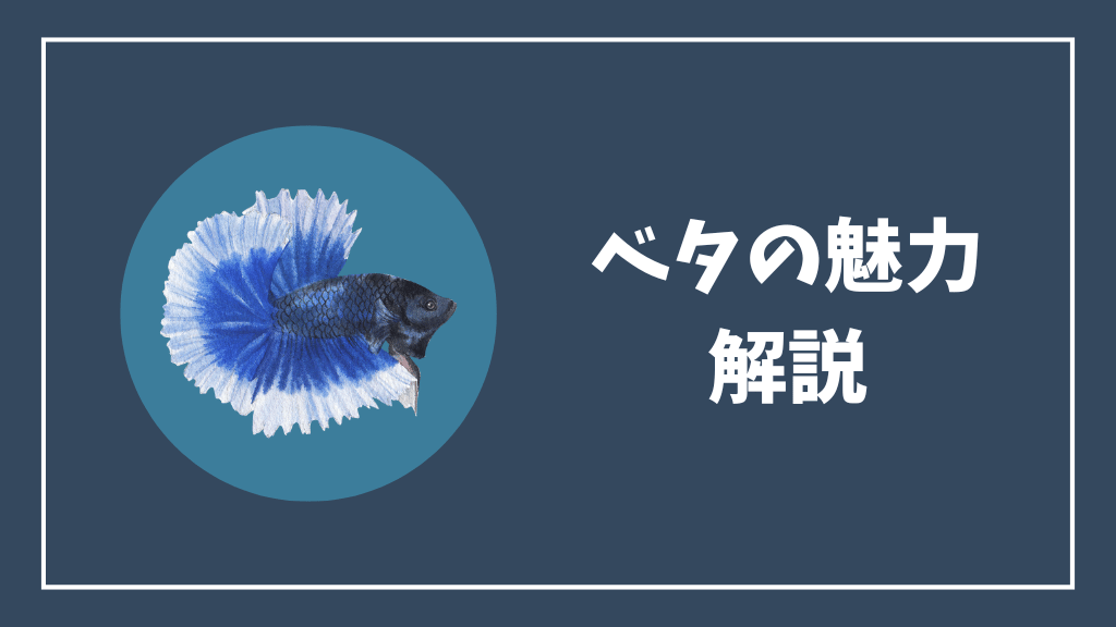 ベタの魅力