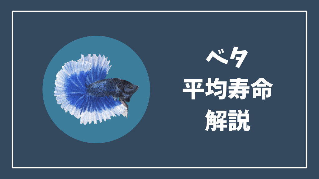 ベタの平均寿命