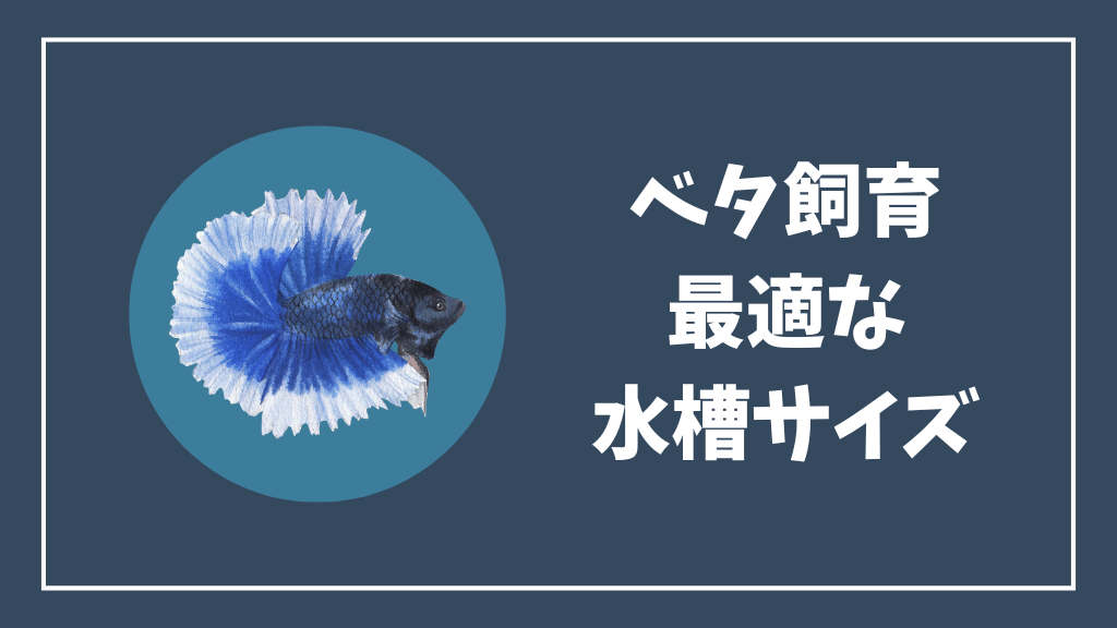 ベタ飼育に最適な水槽サイズ