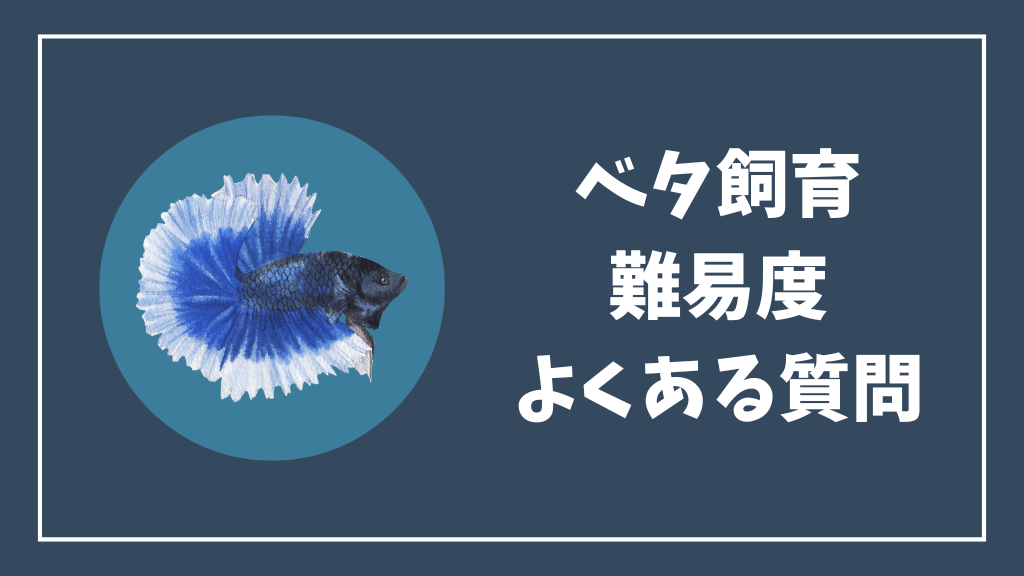 ベタ飼育の難易度のよくある質問