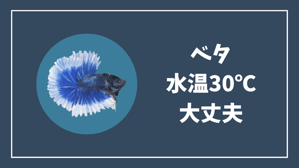 ベタの水温は30℃でも大丈夫