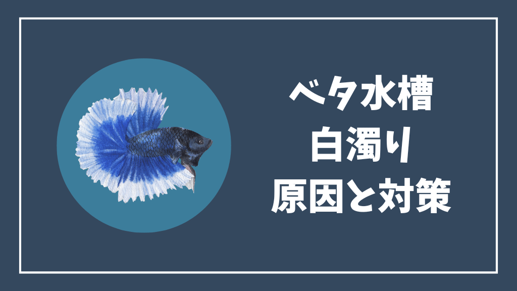 ベタ水槽の白濁りの原因と対策